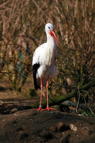 Storch_120307.jpg