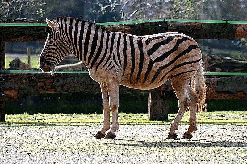zebra_100307.jpg