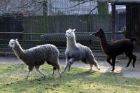 Krefelder Zoo  Maerz 2011