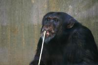 schimpanse_120307.jpg