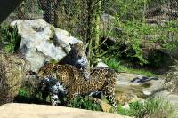 IMG_5466-1.jpg