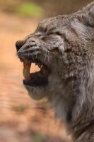 Biotopwildpark Anholter Schweiz April 2011