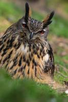 IMG_7922-1-1.jpg