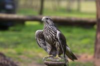 IMG_7929-1-1.jpg
