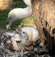 Duisburger Zoo Mai 2011