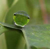 Krefelder Zoo Mai 2011