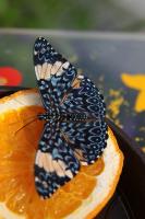 IMG_2471-11.jpg