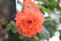 IMG_3765-11.jpg