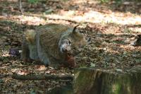 IMG_4960-11.jpg