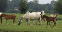 IMG_7141-11.jpg