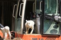 Krefelder Zoo Juni 2011