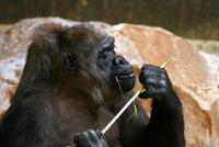 gorillaTumba_120307.jpg