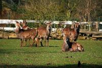 ellipsenwasserbock_120307.jpg