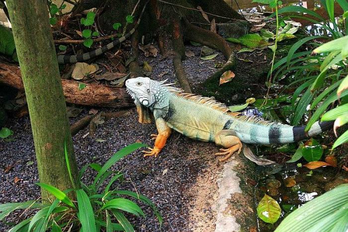 leguan_120307.jpg