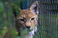 Naturwildpark Granat Juni 2011