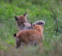 Naturwildpark Granat Juli 2011