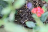 IMG_7757-11.jpg