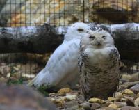 Krefelder Zoo August 2011