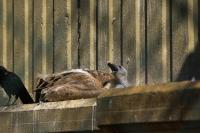 IMG_9405-11.jpg