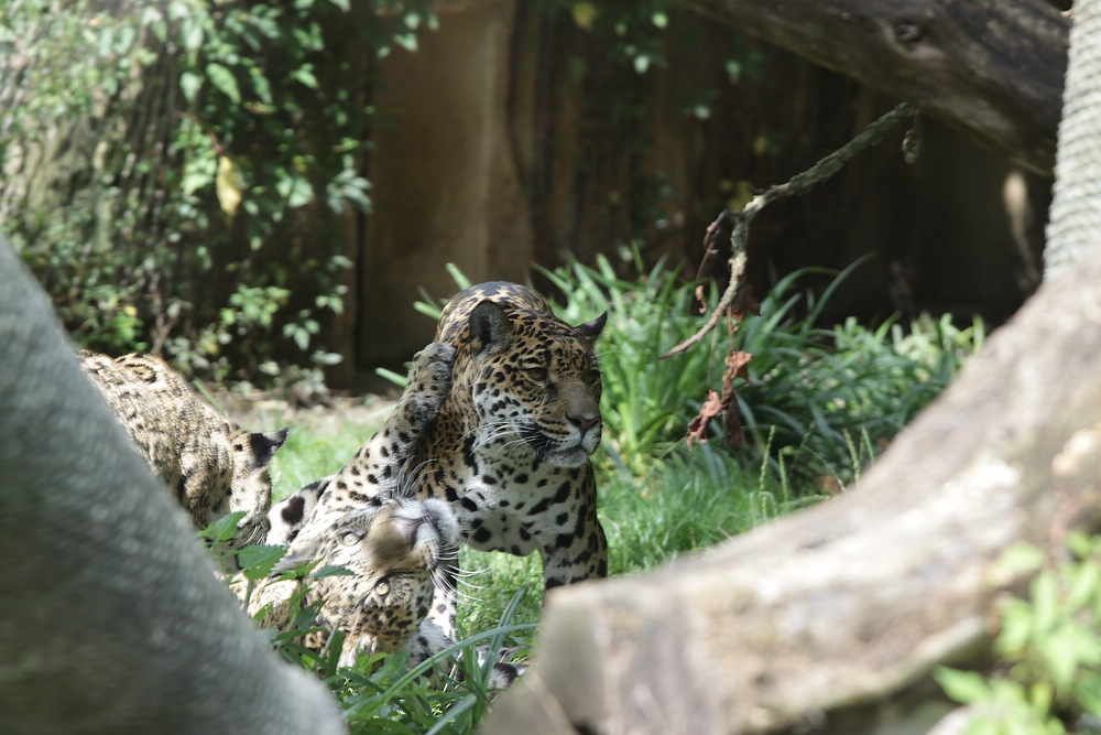 IMG_0343-11.jpg