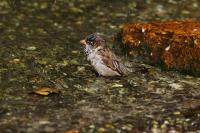 IMG_0995-11.jpg
