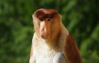 Fotos aus Apenheul September 2011 