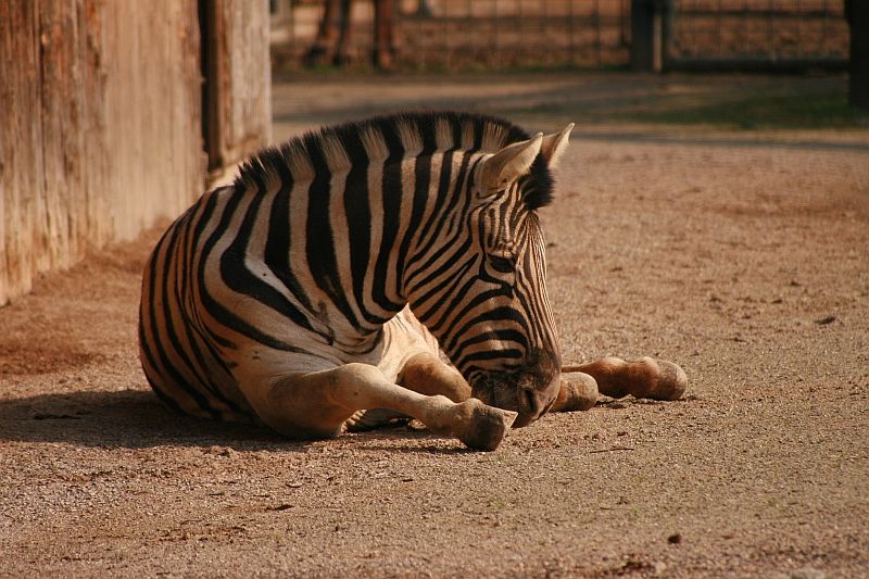 zebra.jpg