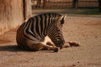 zebra.jpg
