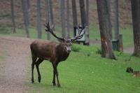 Naturwildpark Granat Oktober 2011