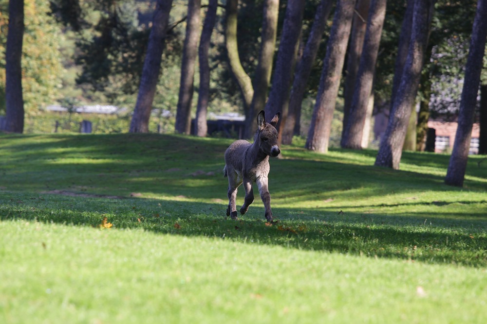 IMG_5101-11.jpg