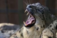 Krefelder Zoo November 2011