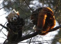 Krefelder Zoo Dezember 2011 