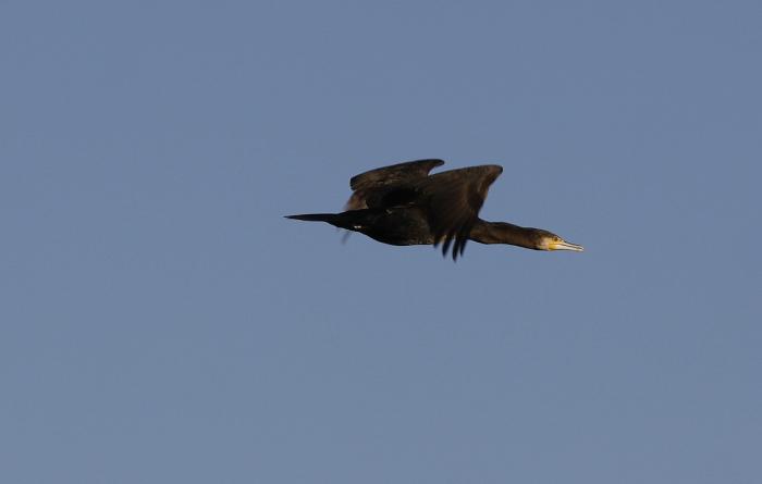 IMG_5508-11.jpg