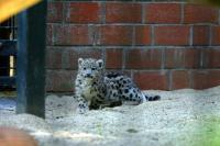 Schneeleoparden_SVL_190607_021.jpg