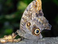 Kr_schmetterling_sep05.jpg