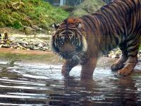 Kr_tiger_feb06.jpg