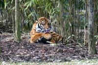 zoo61.jpg