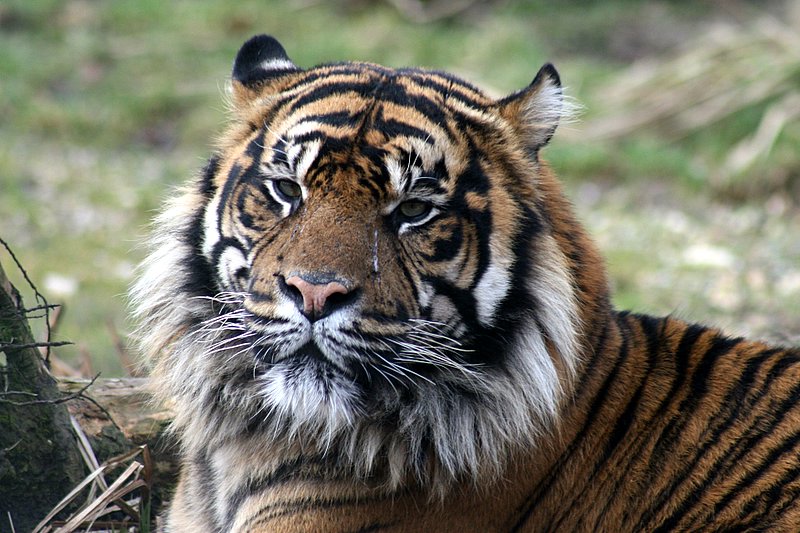 zoo60.jpg