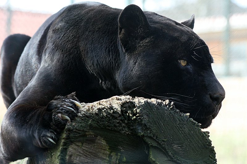 zoo09.jpg
