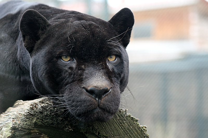 zoo06.jpg