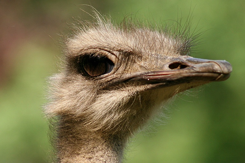 krefeldzoo024.jpg
