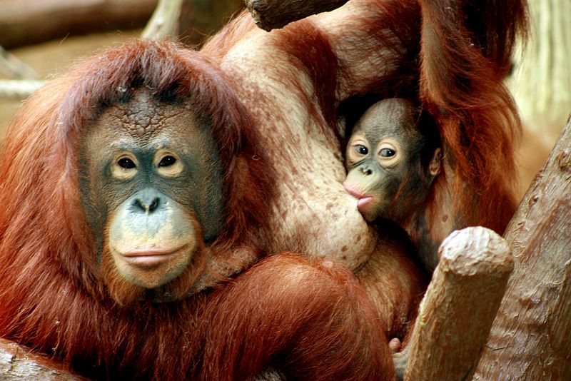 krefeldzoo026.jpg