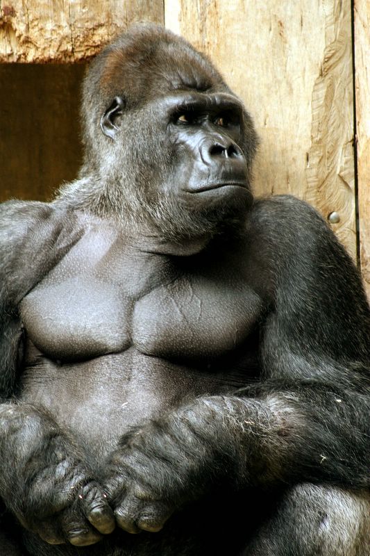 krefeldzoo027.jpg
