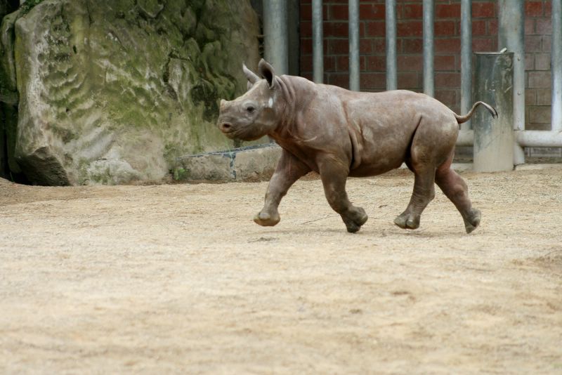 krefeldzoo006.jpg