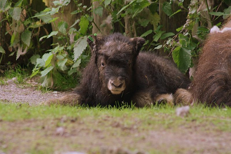 KrZoo0606_moschusochse.jpg
