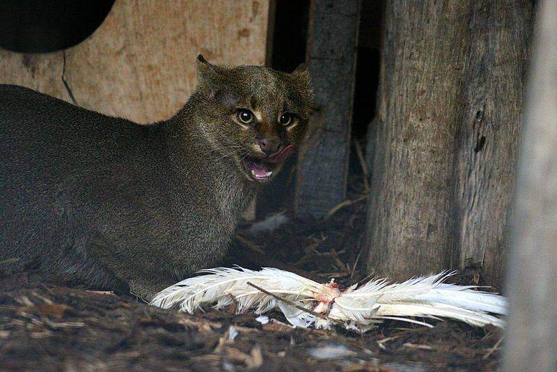 Kr_1006_jaguarundi.jpg