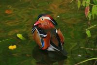kr_1006_ente.jpg