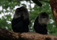 IMG_2185-1.jpg