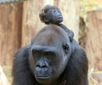 Fotos aus deutschen Zoos