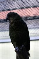 kea-1.jpg